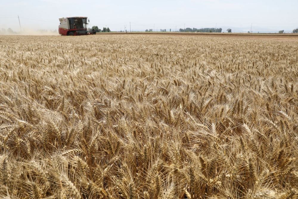  河南省焦作市溫縣黃河街道張王莊村村民駕駛收割機(jī)在田間收獲小麥（2023年6月6日攝）。新華社發(fā)（徐宏星 攝）