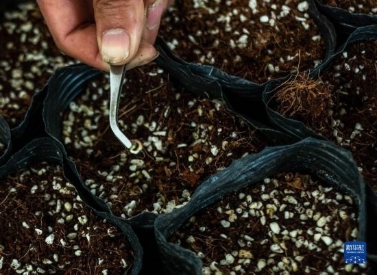 云南錦科花卉工程研究中心里已經(jīng)發(fā)芽的太空種子（4月3日攝）。