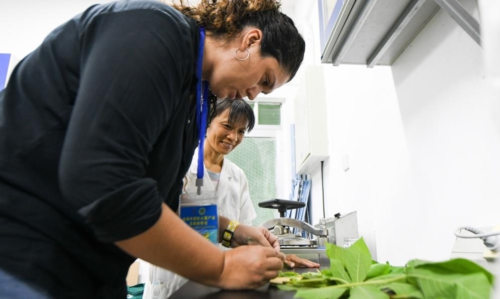 9月17日，來自哥倫比亞的研修班學(xué)員埃文·奧拉亞（左）在中國專家的指導(dǎo)下學(xué)習(xí)實操木薯組培快速繁育技術(shù)。