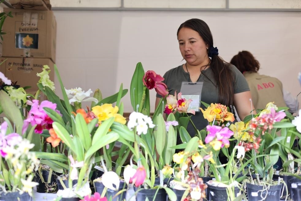 9月14日至17日，哥倫比亞首都波哥大舉辦蘭花展。