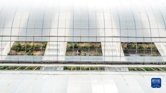 云南省安寧市現(xiàn)代農(nóng)業(yè)園區(qū)玫瑰種植示范園一景（無人機照片，10月20日攝）。