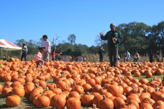 2020年10月31日，在美國新奧爾良市，人們在南瓜農(nóng)場里玩耍。新華社發(fā)（魏蘭攝）
