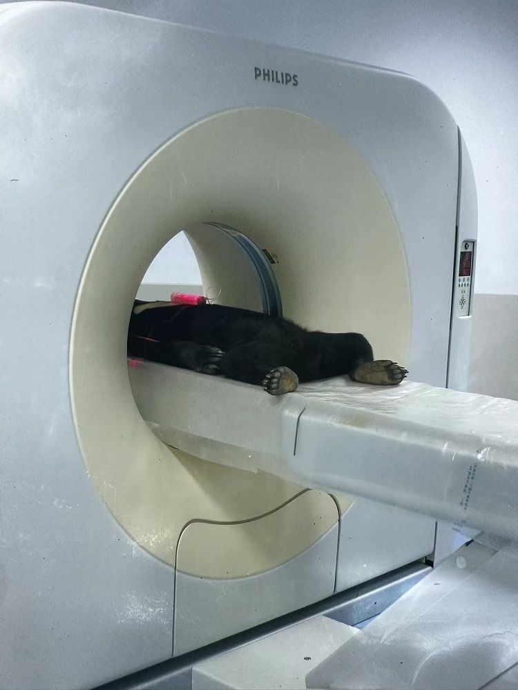 長(zhǎng)隆野生動(dòng)物世界的動(dòng)物醫(yī)院內(nèi)，馬來(lái)熊在做核磁共振檢查。人民網(wǎng)記者 李舫攝