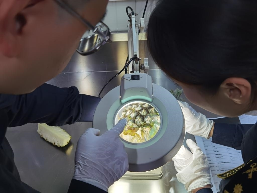 11月3日，上海海關(guān)關(guān)員對首批入境中國、參展第六屆進(jìn)博會的貝寧菠蘿進(jìn)行檢驗檢疫。新華社記者 吳宇 攝