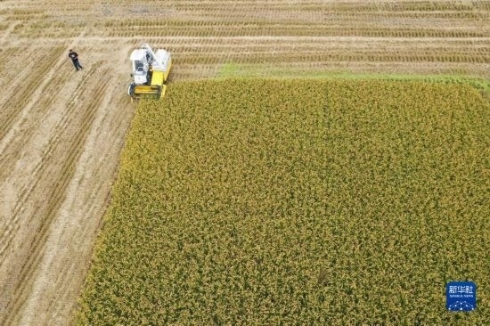 11月4日，在南通市通州區(qū)十總鎮(zhèn)育民村農(nóng)場，一臺設(shè)置好參數(shù)的無人收割機在工作中（無人機照片）。