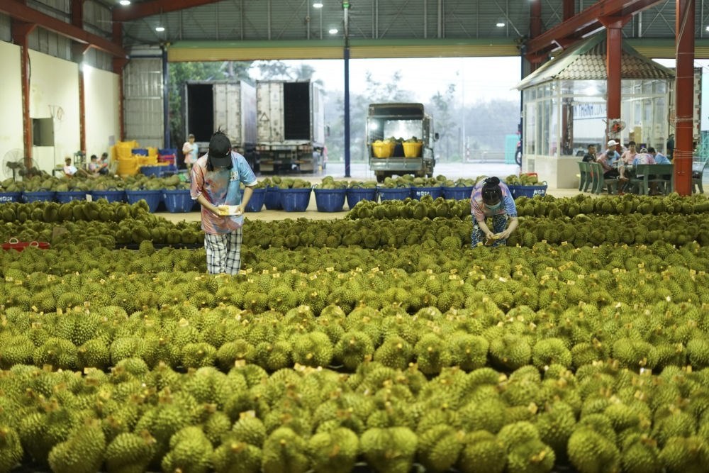 2023年9月15日，在越南多樂省一家榴蓮加工廠，工人在給即將出口到中國的榴蓮包裝貼牌。隨著《區(qū)域全面經(jīng)濟伙伴關(guān)系協(xié)定》紅利釋放，中國—東盟貿(mào)易規(guī)模進一步擴大。越來越多東盟國家的優(yōu)質(zhì)水果便捷地進入中國市場，走上消費者的餐桌。