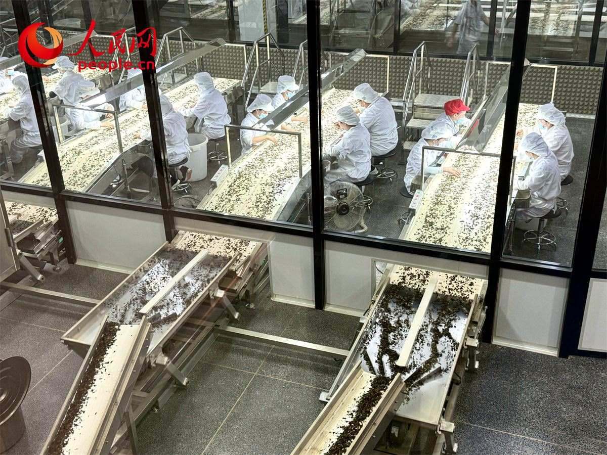 工人在對(duì)茶葉進(jìn)行目視揀剔。人民網(wǎng)記者 劉微攝