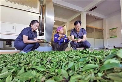  圖③：蒼梧法院六堡法庭法官深入茶企了解企業(yè)生產(chǎn)經(jīng)營情況。