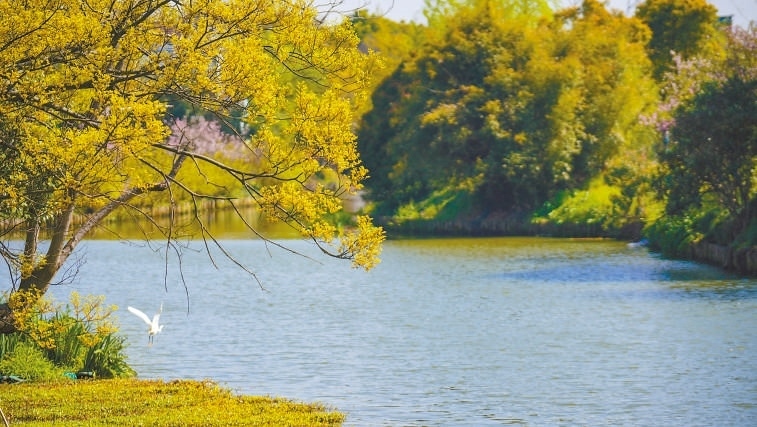  碧波蕩漾 浙江嘉興市海鹽縣望海街道永福社區(qū)荷花池，一汪碧水波光粼粼，風(fēng)光旖旎。當(dāng)?shù)厥冀K堅持綠色發(fā)展，促進(jìn)人與自然和諧共生。 肖弗勒模具（嘉興）有限公司德國籍經(jīng)理 湯姆·魯特納攝 “當(dāng)?shù)卮迕窀嬖V我，如今環(huán)境變好了，茶余飯后，大家都會到河邊散散步，欣賞美景，和鄰居聊聊天。我想，好生態(tài)是大自然的饋贈，更是長三角地區(qū)大力治理生態(tài)環(huán)境的結(jié)果。希望美麗中國的綠色發(fā)展之路越走越好?！? /></p> <p style=