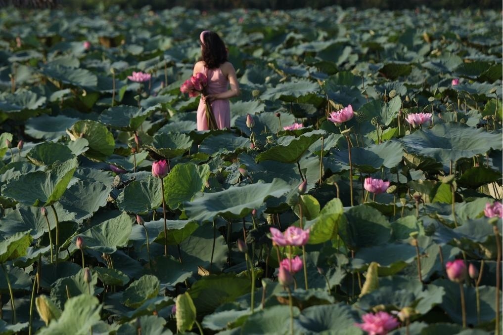 這是2020年7月15日，一名女子在越南首都河內(nèi)西湖畔的荷花叢中留影。