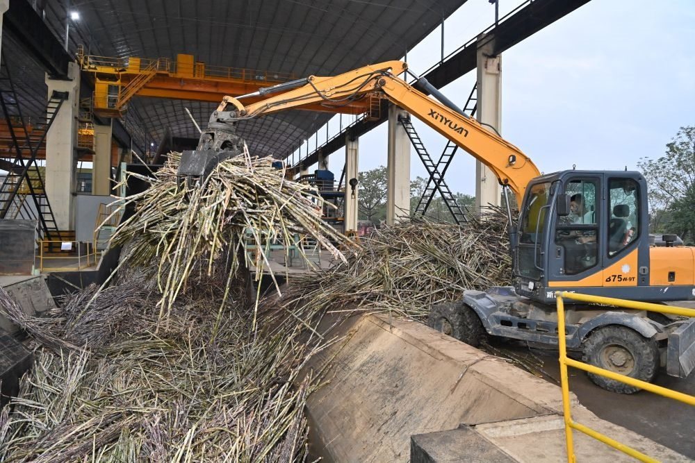 12月14日，在廣西來賓東糖鳳凰有限公司，員工操作機械將甘蔗投入傳送帶，準備送往壓榨車間。