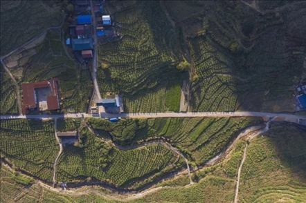 漠源鄉(xiāng)西柚基地。將樂(lè)縣農(nóng)業(yè)農(nóng)村局供圖