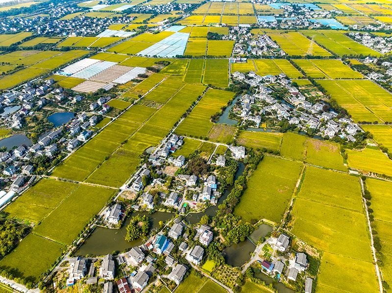 2023年10月22日，浙江海寧市黃灣鎮(zhèn)，金秋時(shí)節(jié)，金黃色的稻田與美麗鄉(xiāng)村構(gòu)成一幅寧靜祥和的畫卷。