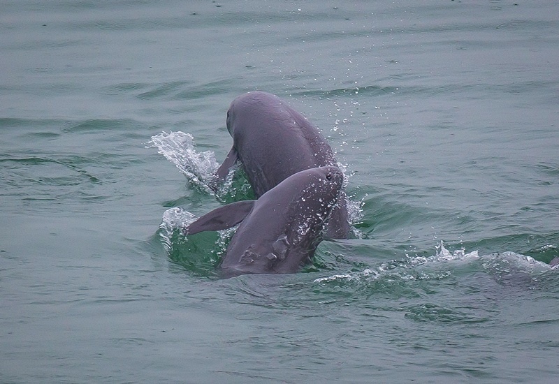 2021年5月10日，在湖北省宜昌市江邊，長江江豚在水中嬉戲。
