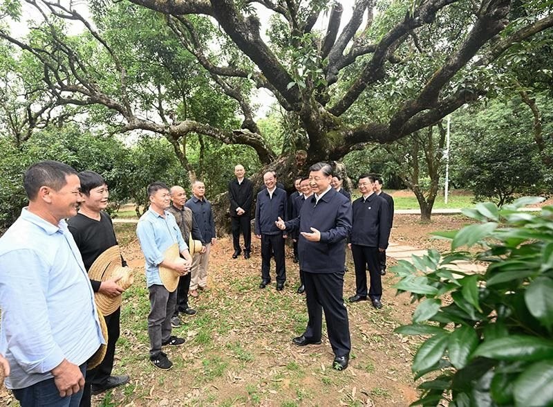 2023年4月11日，習(xí)近平總書記在廣東茂名柏橋村荔枝種植園，同現(xiàn)場技術(shù)人員親切交流。