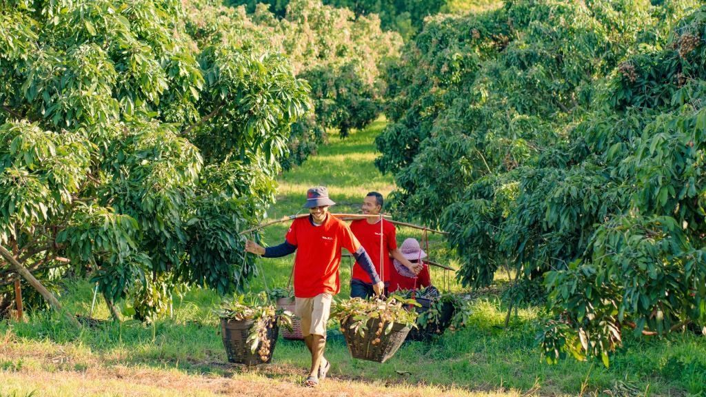 2023年10月，泰國尖竹汶府的龍眼種植園內(nèi)，采果工人正在運(yùn)輸新采摘的龍眼。（黎銀成攝 新華社發(fā)）