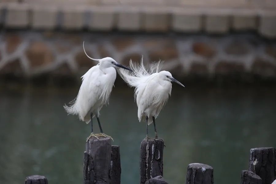 筼筜湖白鷺。人民網(wǎng)記者 陳博 攝