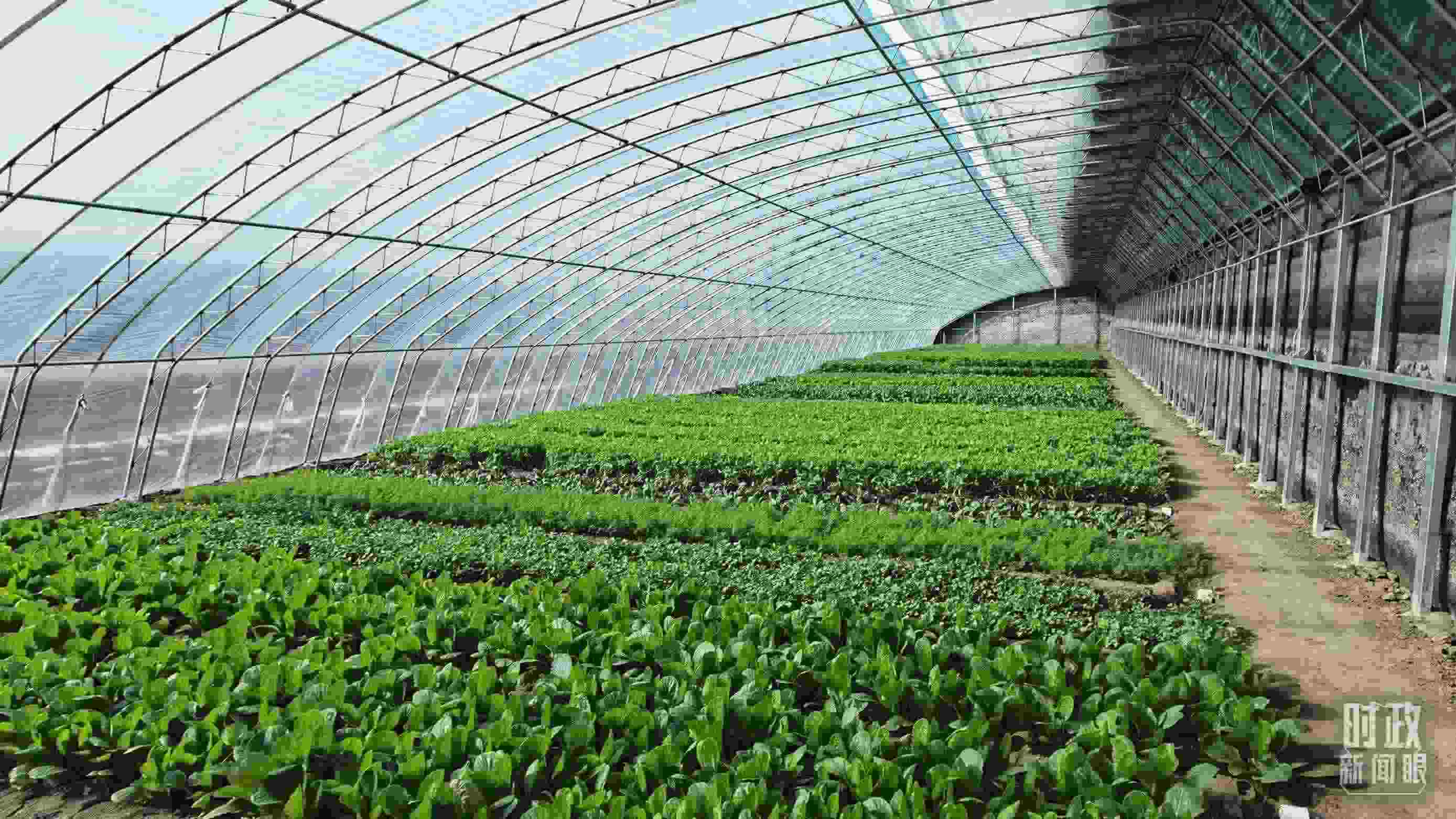 △第六埠村蔬菜大棚。（總臺央視記者郭鴻拍攝）
