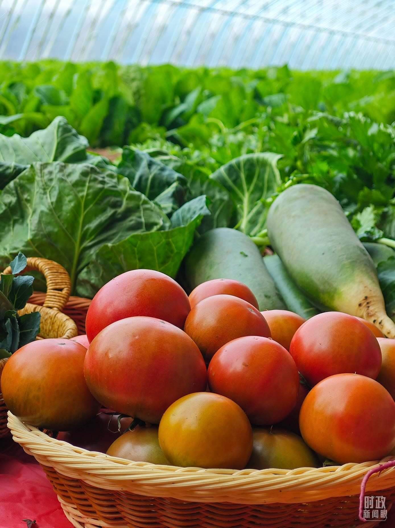 △第六埠村蔬菜大棚，蔬菜收獲頗豐。（總臺央視記者彭漢明拍攝）