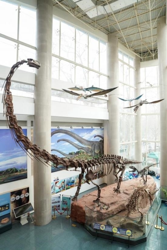 南京古生物博物館展出的馬門溪龍模型。新華社記者李博 攝