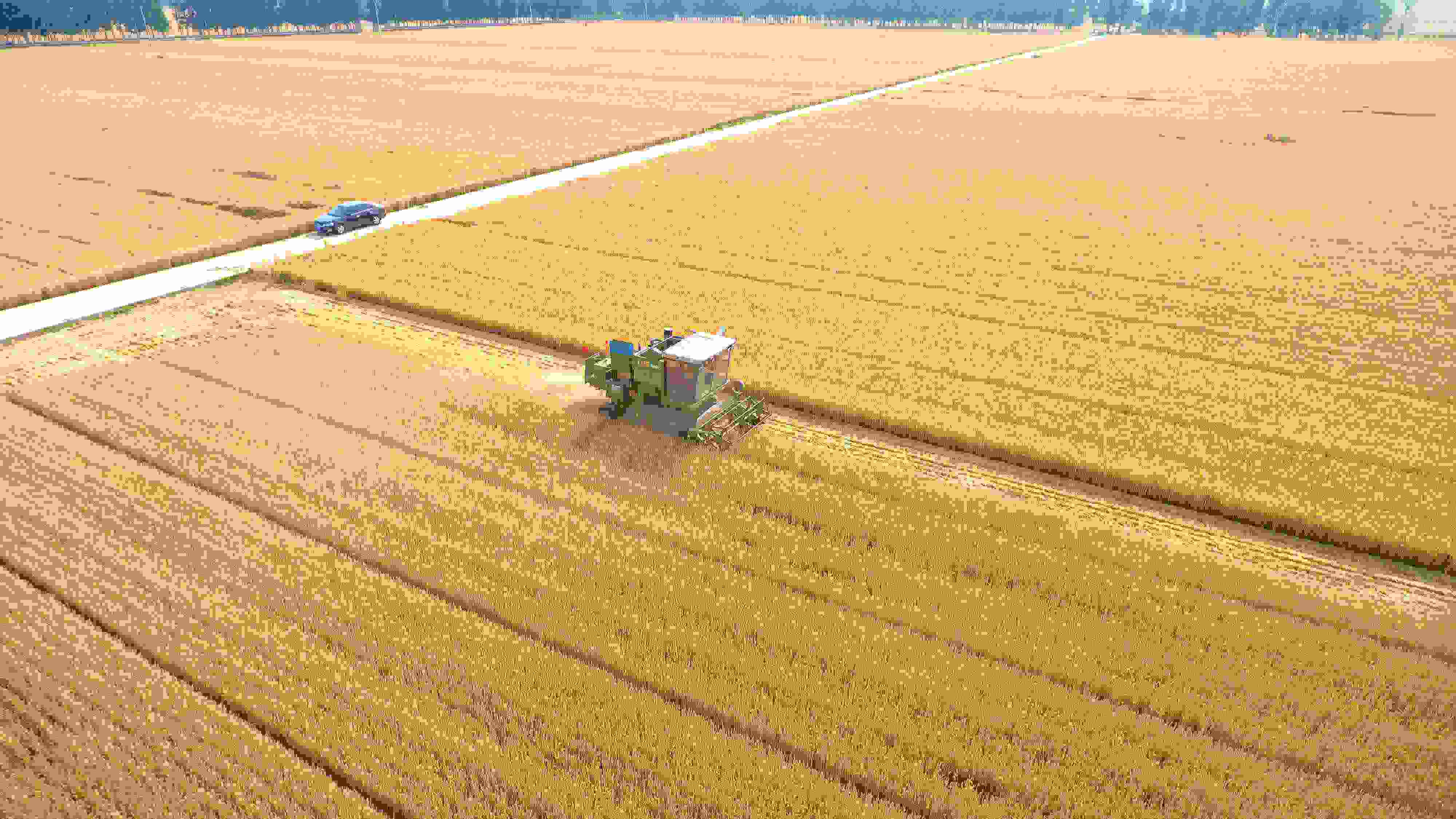 △ 2023年6月5日，山東聊城茌平區(qū)賈寨鎮(zhèn)王藥包村，收割機在田間進行小麥收割作業(yè)。