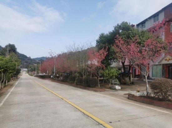 道路兩旁的山櫻花。將樂縣農(nóng)業(yè)農(nóng)村局供圖