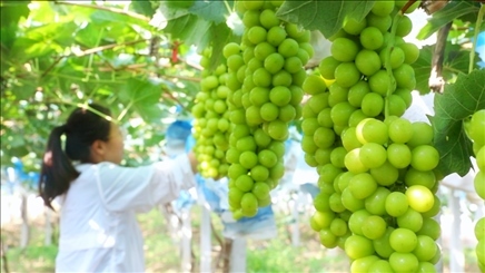 小屯村葡萄園里的陽光玫瑰葡萄。肖俊楠攝