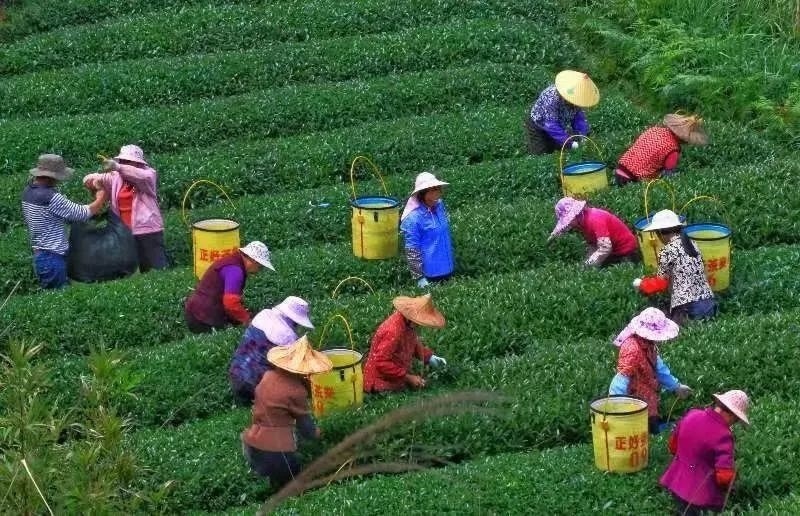 △軍營村茶農(nóng)在茶園采茶。