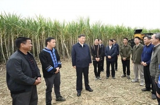 2023年12月14日，習近平總書記在廣西來賓市國家現(xiàn)代農(nóng)業(yè)產(chǎn)業(yè)園黃安優(yōu)質(zhì)“雙高”糖料蔗基地考察。