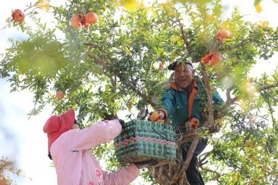 紅彤彤的石榴掛滿枝頭，農(nóng)戶們穿梭在林中采摘，享受著豐收的喜悅。