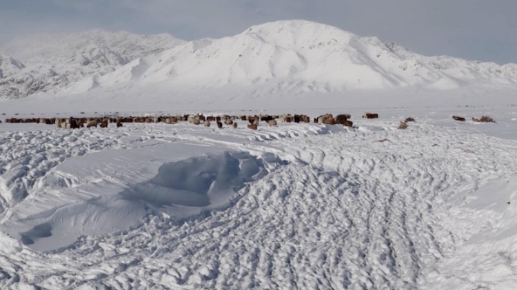 蒙古國近日發(fā)生雪災(zāi)。圖片來源：蒙政府網(wǎng)站