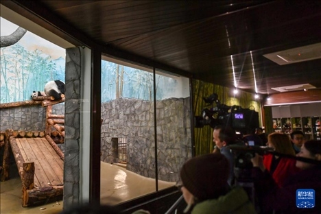 3月8日，人們?cè)诙砹_斯莫斯科動(dòng)物園觀看大熊貓“喀秋莎”（左）和媽媽“丁丁”。新華社記者 曹陽(yáng) 攝