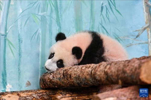 這是3月8日在俄羅斯莫斯科動(dòng)物園拍攝的大熊貓“喀秋莎”。新華社記者 曹陽(yáng) 攝