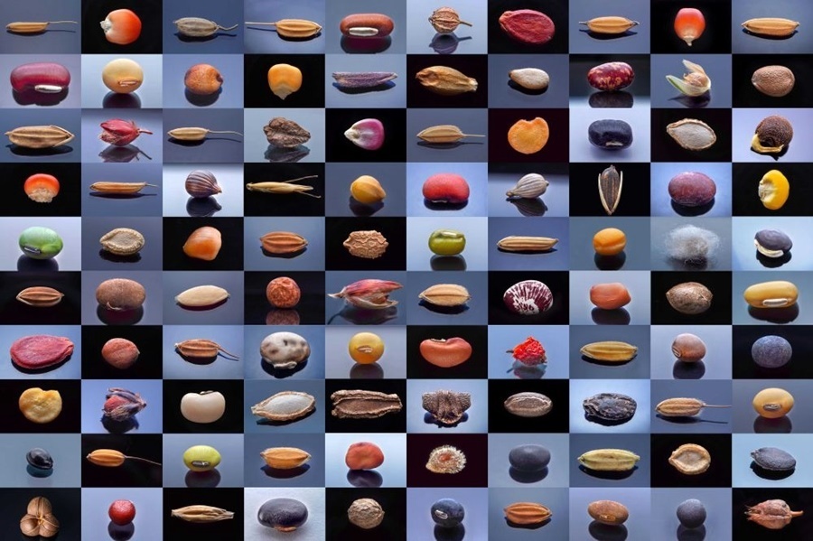 微距鏡頭下，湖南省農作物種質資源庫的種子千姿百態(tài)（100個種子拼版照片）。
