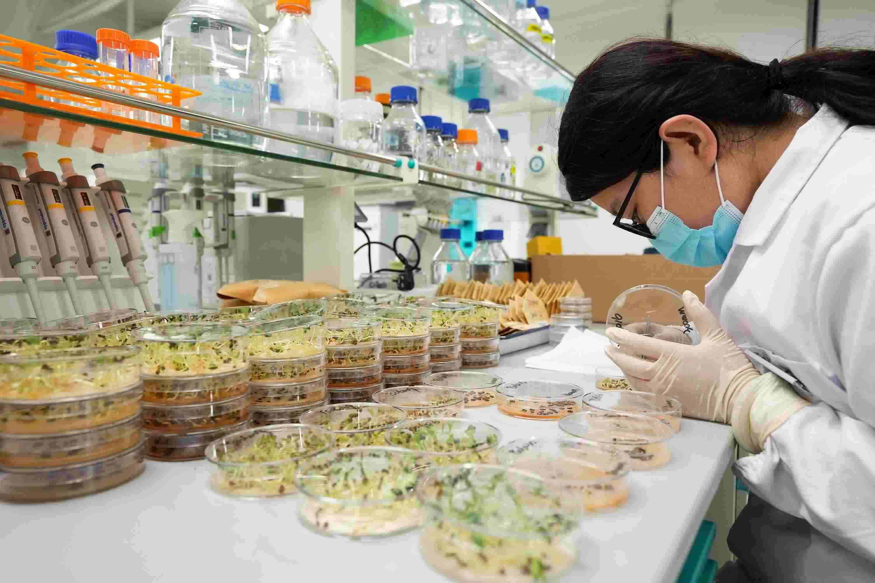 △ 海南三亞崖州灣科技城的崖州灣種子實(shí)驗(yàn)室，科研人員正在觀察種子樣本。