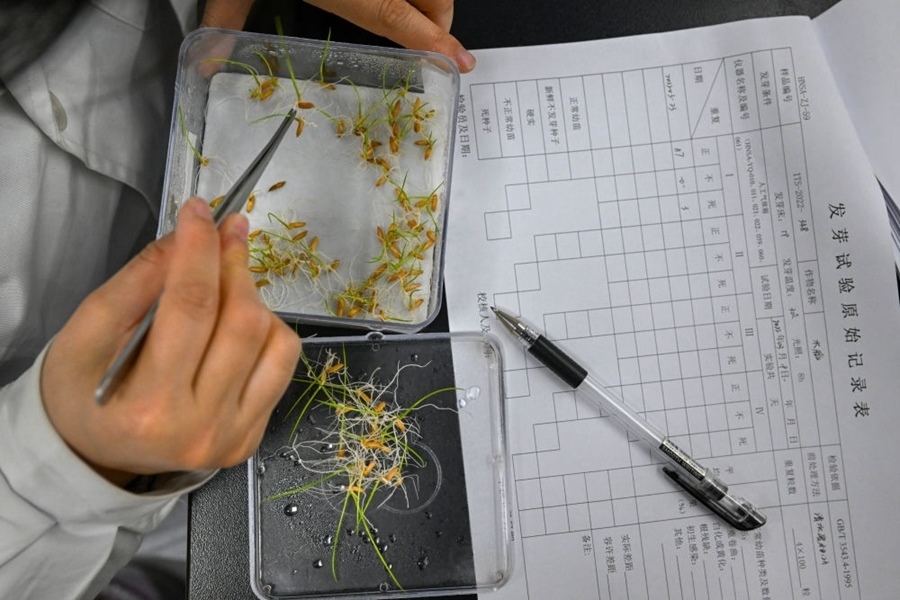 2022年3月23日，在湖南省農作物種質資源庫實驗室，檢測員對保存的水稻種子進行發(fā)芽試驗檢測。