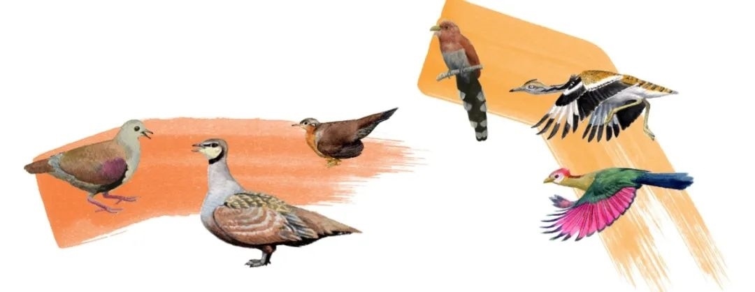 鴿鴇類。浙江大學(xué)供圖