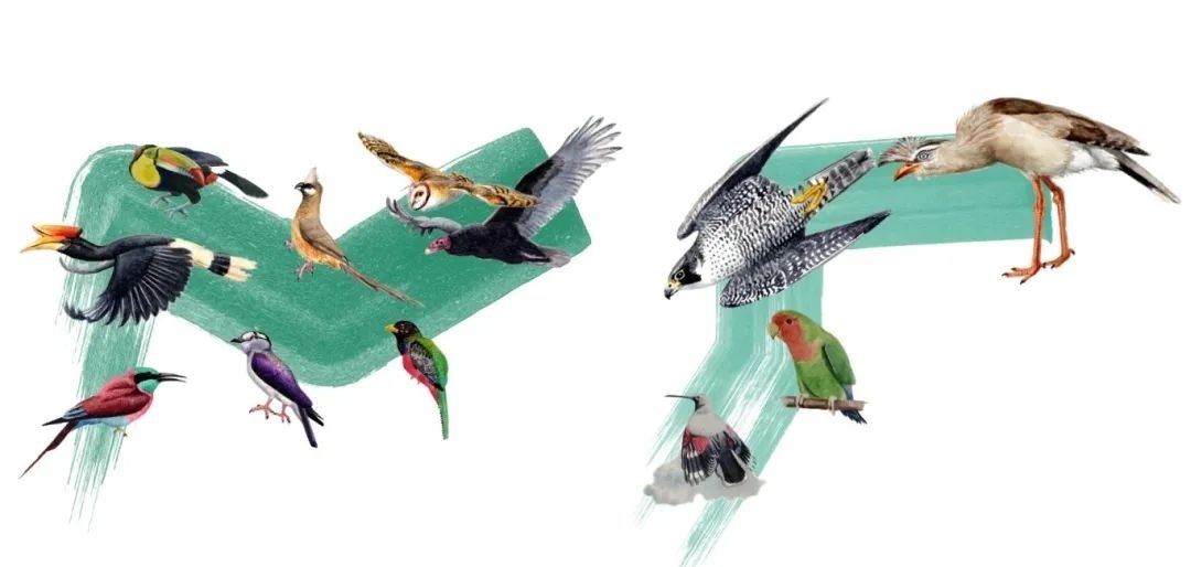 陸鳥類。浙江大學(xué)供圖