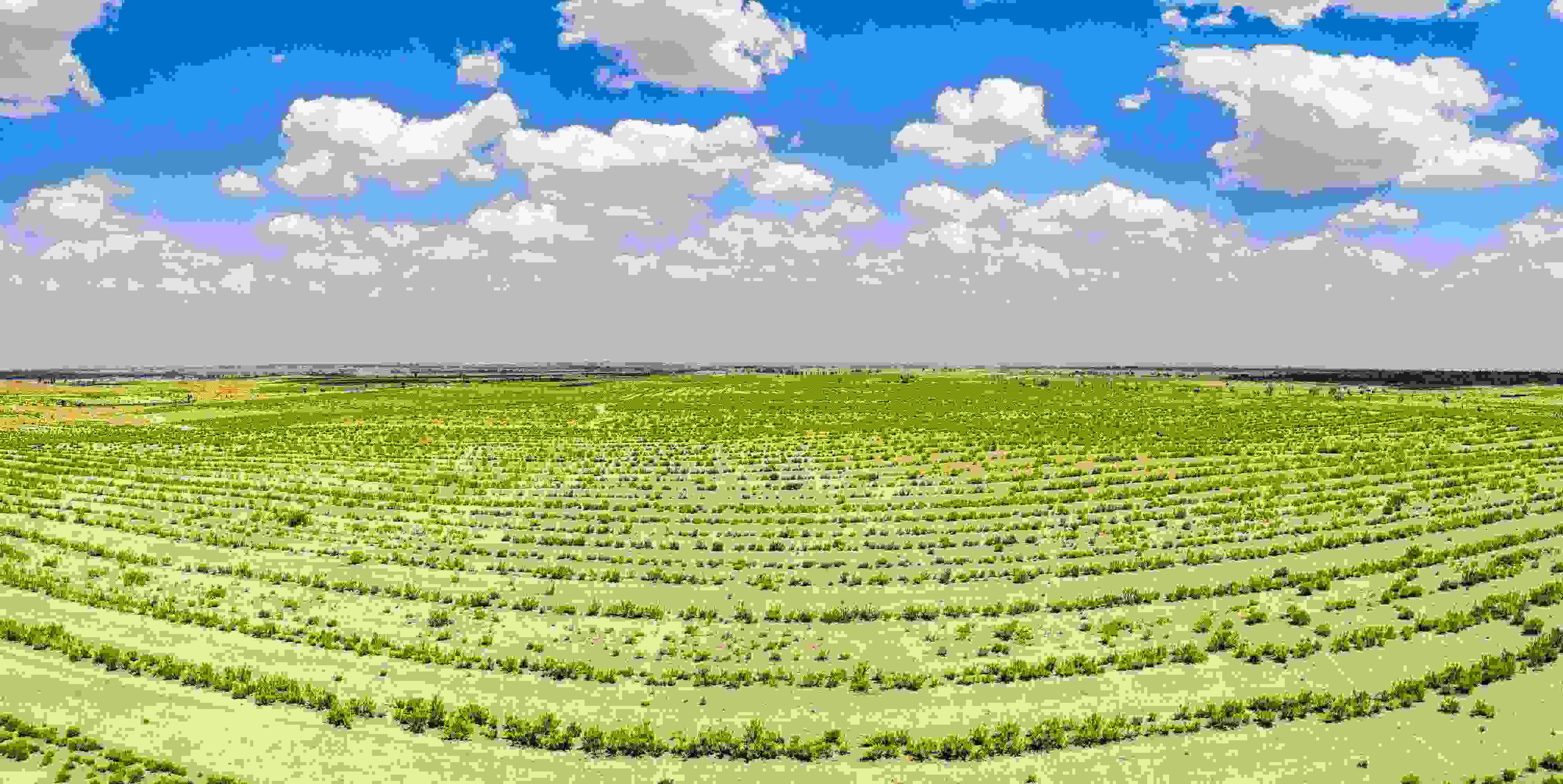 2023年6月7日，內(nèi)蒙古鄂爾多斯，毛烏素沙漠。