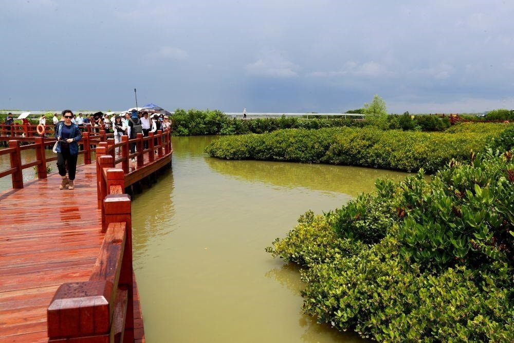 △2023年6月13日，人們在廣東湛江市麻章區(qū)金牛島觀賞紅樹林。