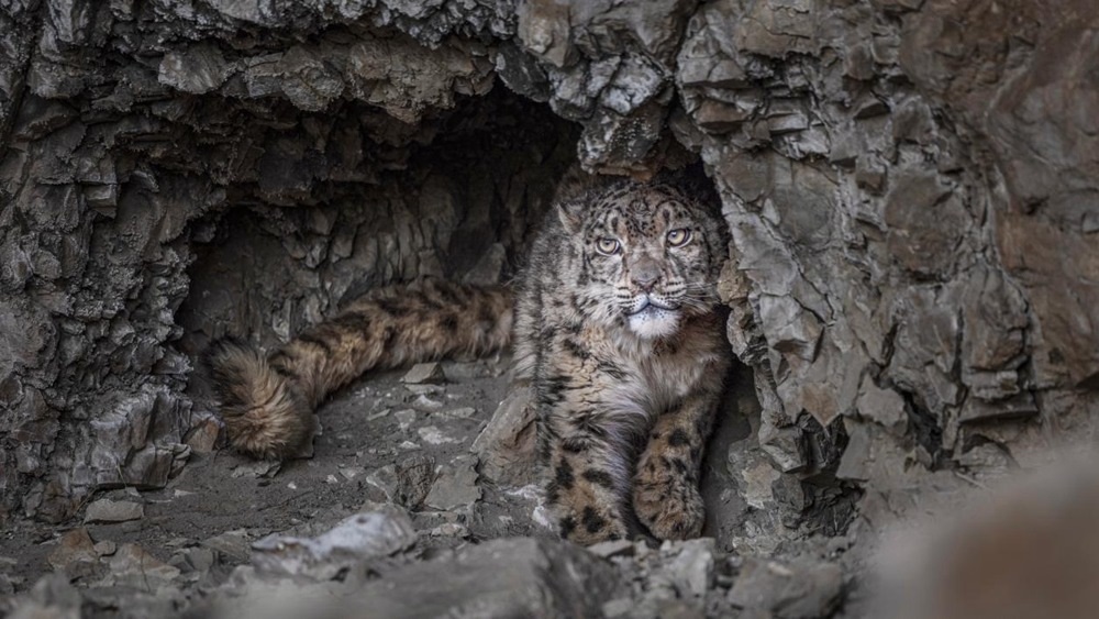 “高原精靈”雪豹。尼瑪多吉攝