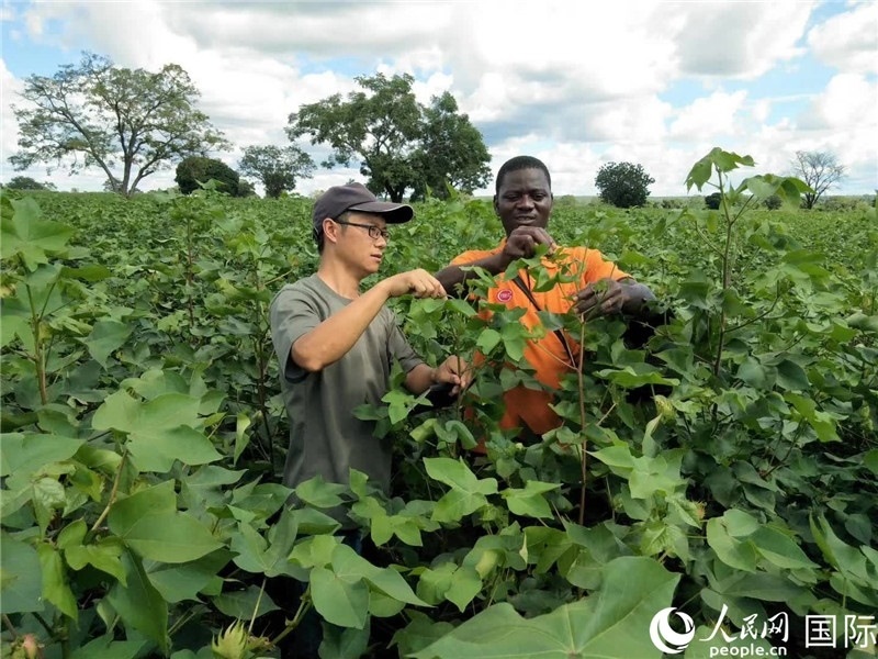 首小勇指導(dǎo)當(dāng)?shù)剞r(nóng)民種植棉花。人民網(wǎng)記者 黃培昭攝