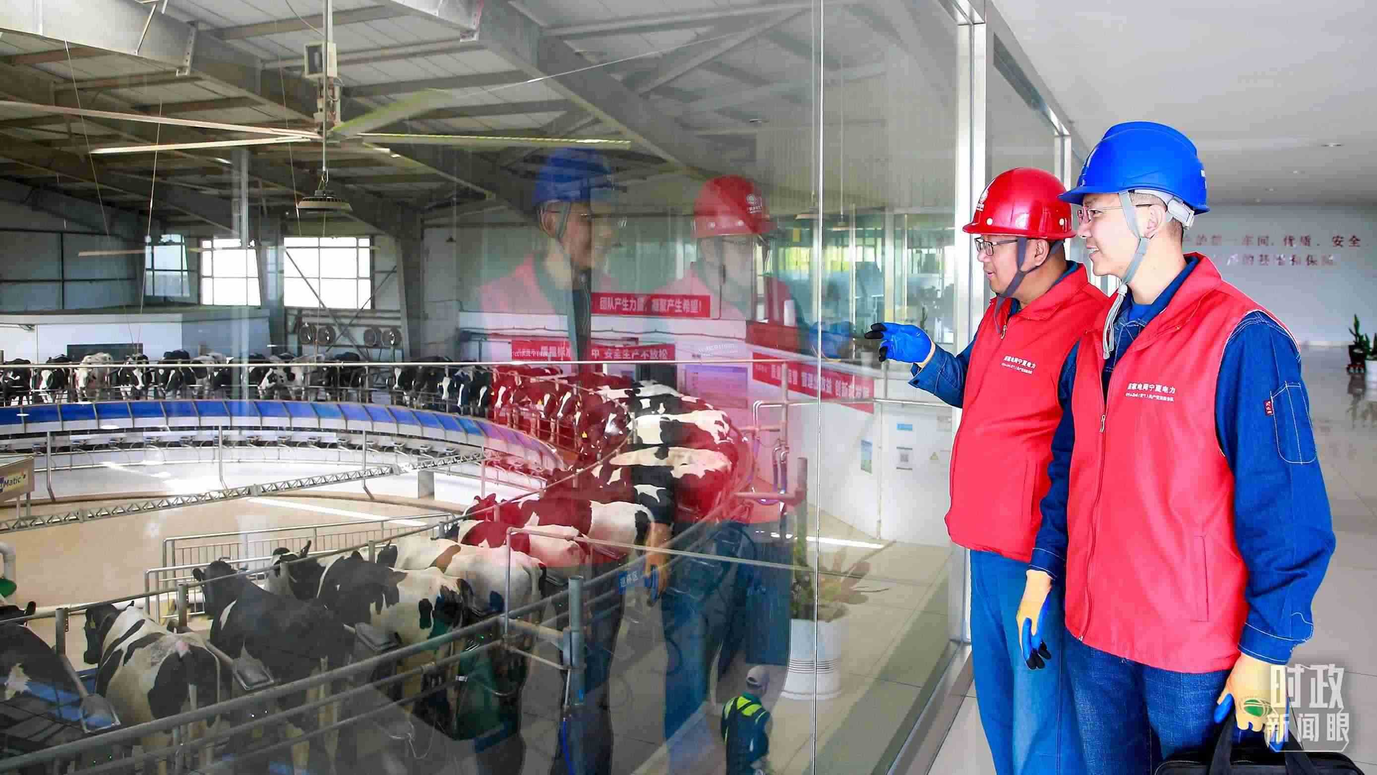  △寧夏銀川，電力員工深入奶牛養(yǎng)殖企業(yè)，助力數(shù)智化養(yǎng)殖。（圖/視覺中國）