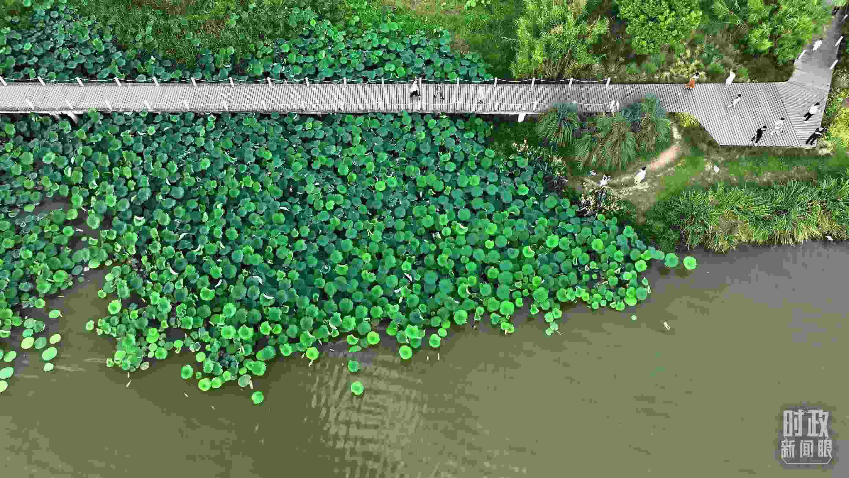 △陜西漢中天漢濕地公園內(nèi)，游人穿行，荷影婆娑。（總臺記者劉海濤拍攝）