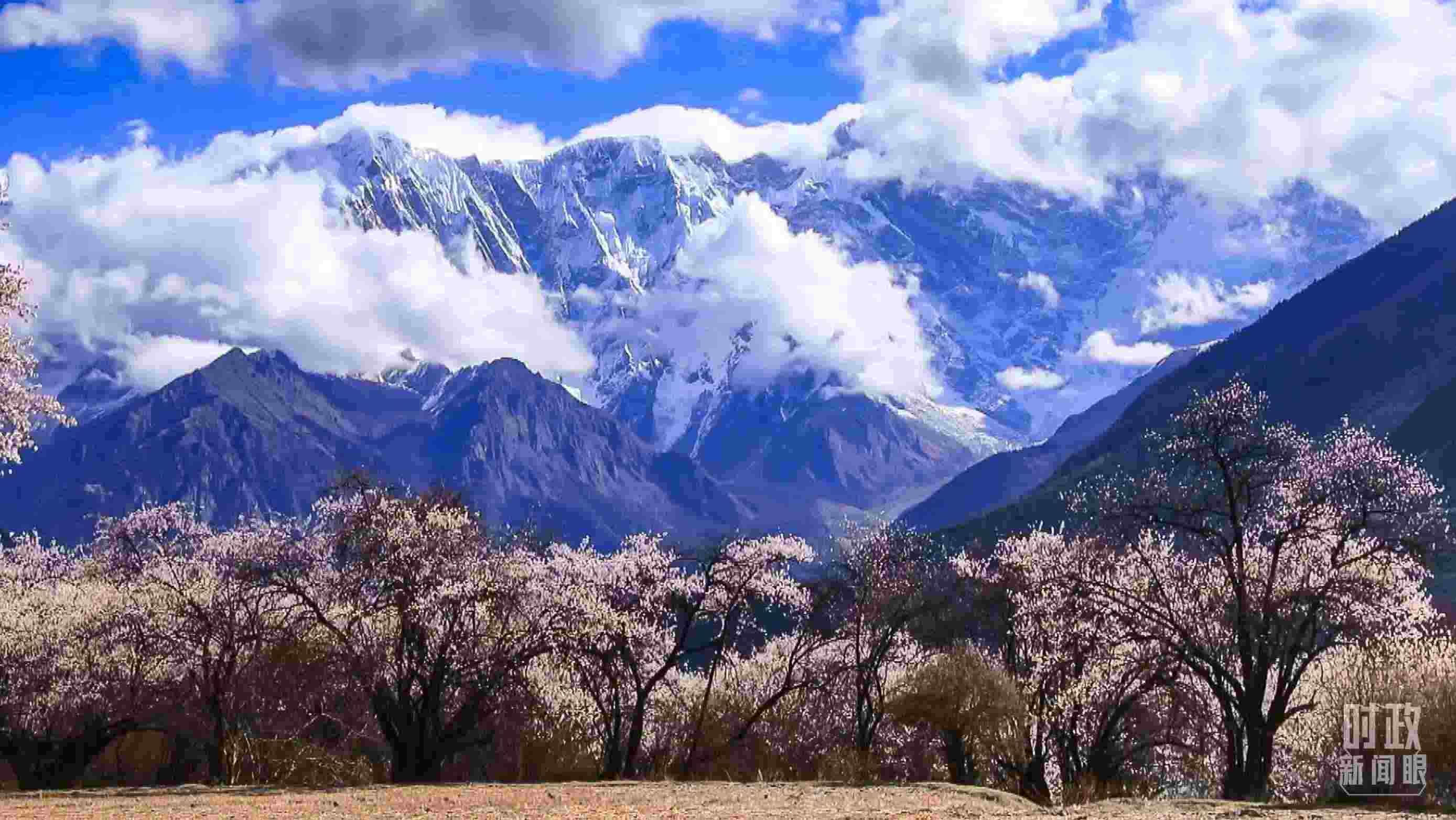 △西藏林芝。（總臺記者李旭拍攝）