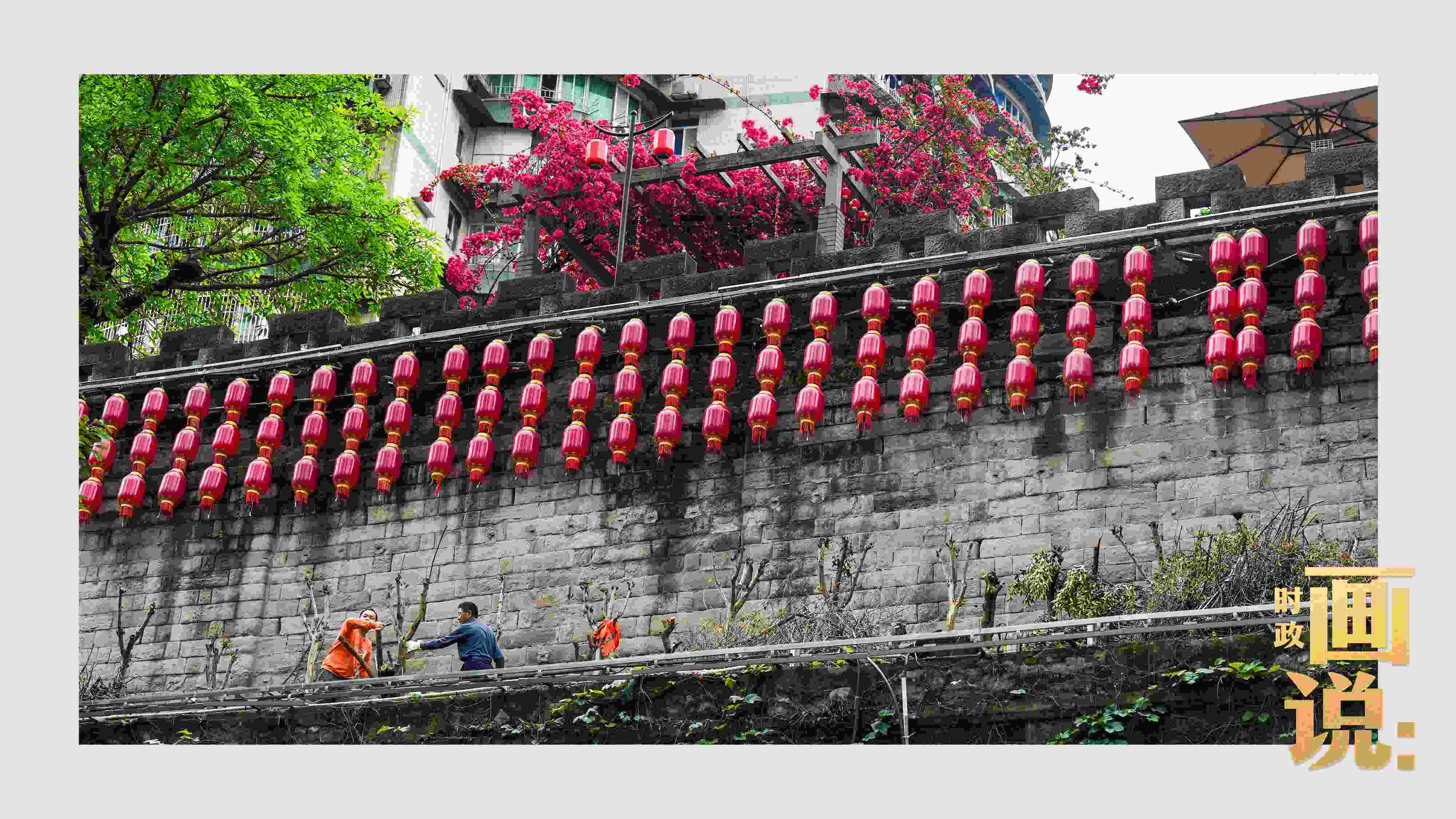 △盛放的三角梅下，園林工人修剪著古老通遠(yuǎn)門城墻上的一抹新綠。