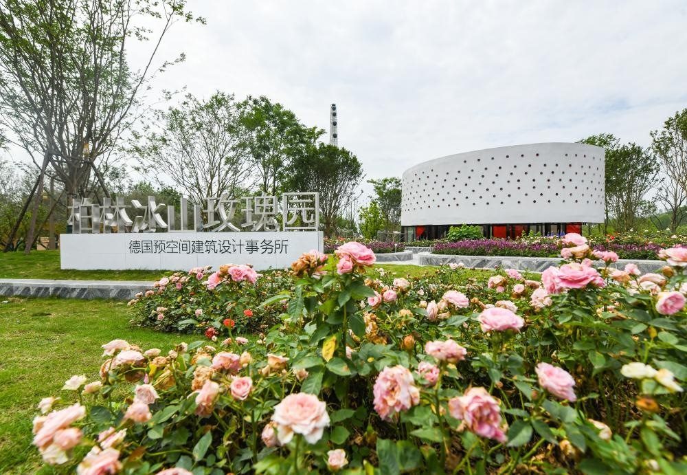 這是2024年4月22日拍攝的成都世園會主會場德國柏林冰山玫瑰園。新華社記者 王曦 攝