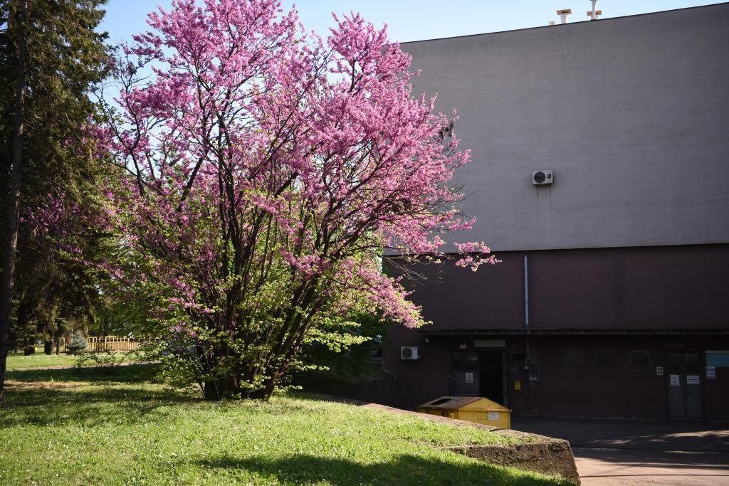 斯梅戴雷沃鋼廠里盛開的南歐紫荊花。