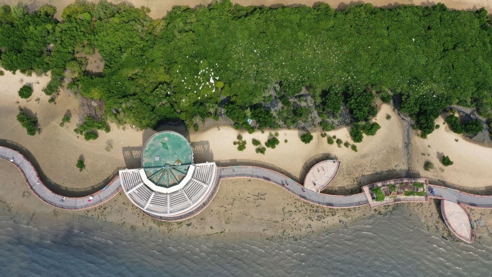 俯瞰廣東湛江市區(qū)海邊的紅樹(shù)林（2023年5月25日攝，無(wú)人機(jī)照片）。