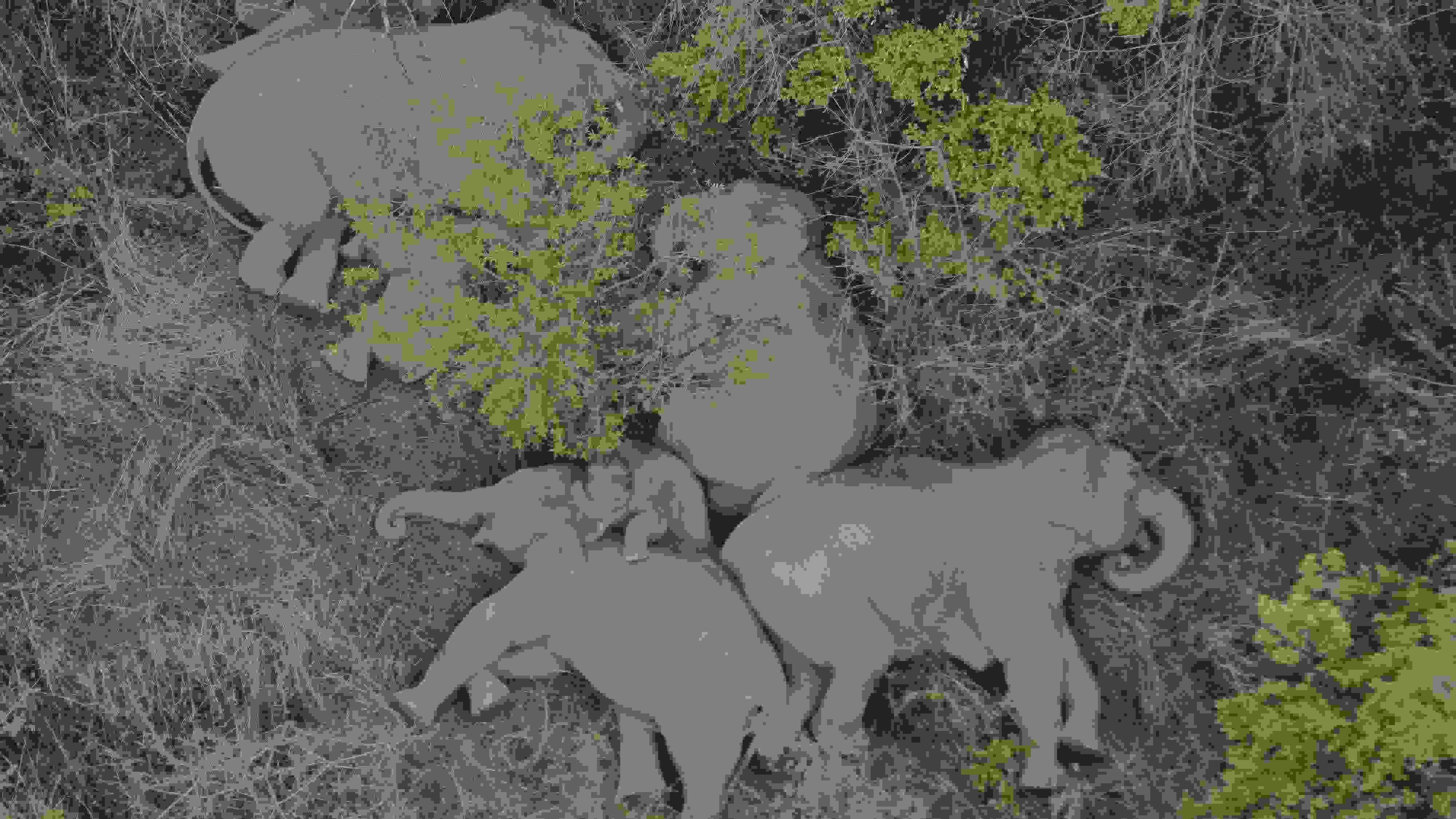 2021年6月7日，航拍顯示亞洲象群在云南省昆明市晉寧區(qū)夕陽鄉(xiāng)山林地里睡覺休息。